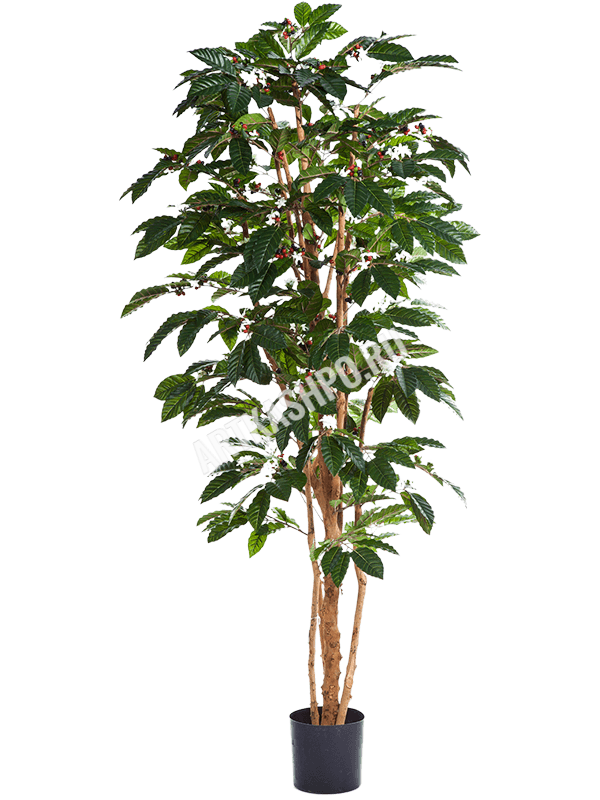 Кофейное дерево (Кофе аравийский) с цветами и плодами искусственное