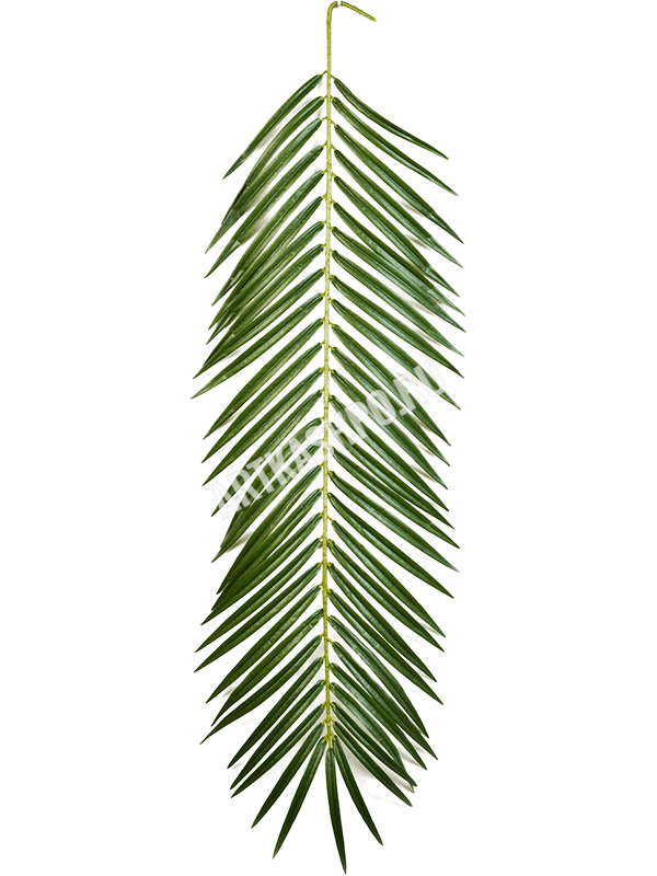 Лист финиковой пальмы