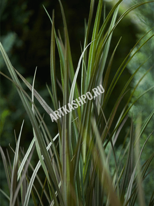 Трава бордовая в горшке искусственная UV-resistant