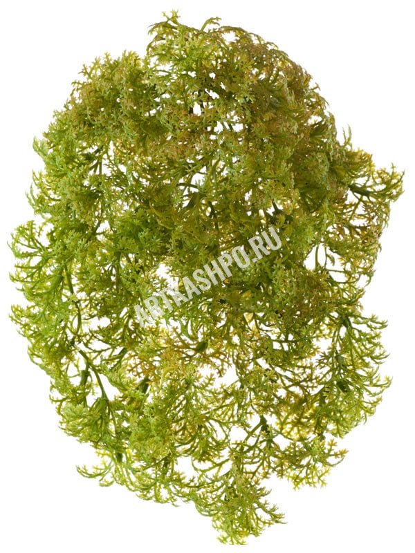 Рясковый мох (Вотер-грасс) куст светло-зелёный с коричневым искусственный