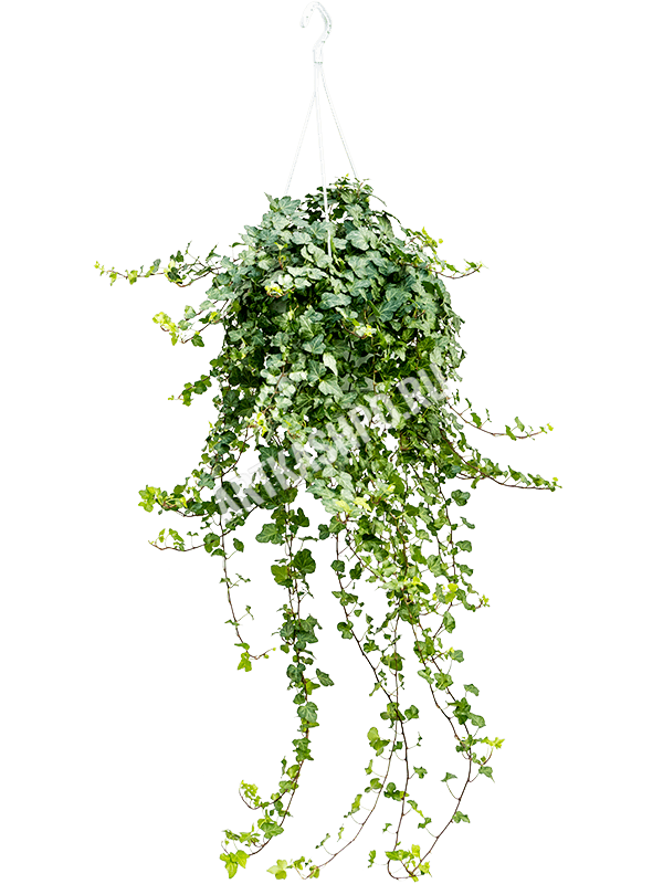 Плющ обыкновенный ‘Уондер’ зелёный подвесной