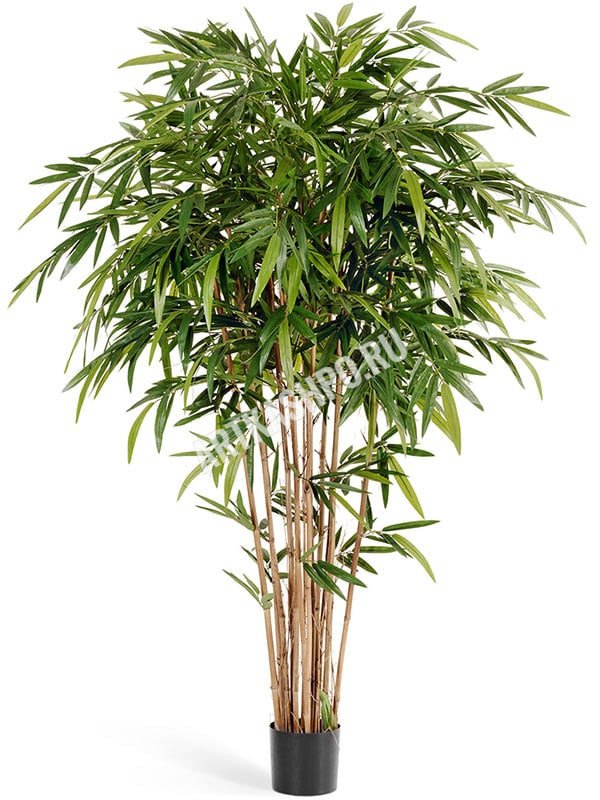 Бамбук Новый натуральный искусственный