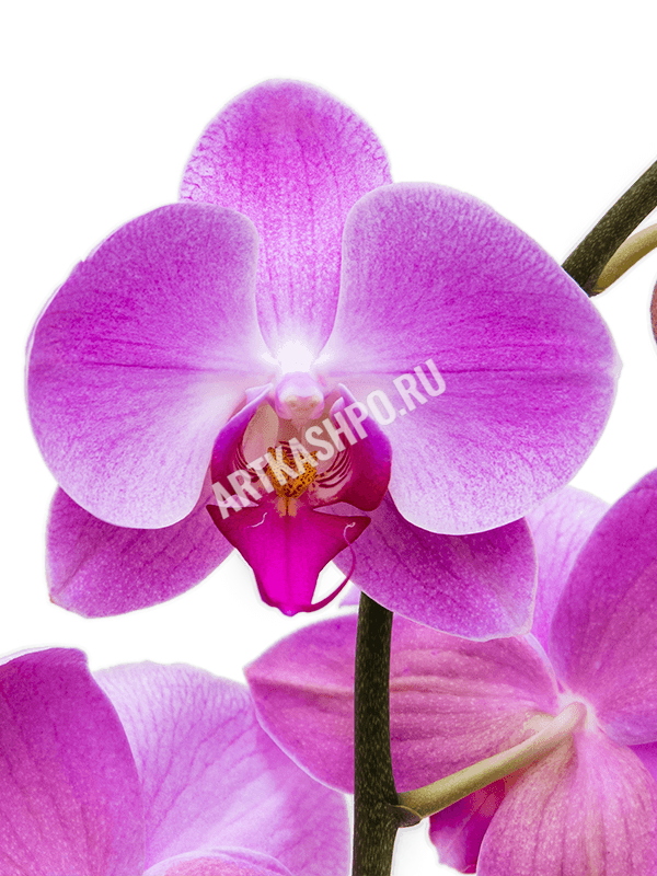 Фаленопсис ‘Царин Пинк’ крупноцветковый розовый 2 цветоноса
