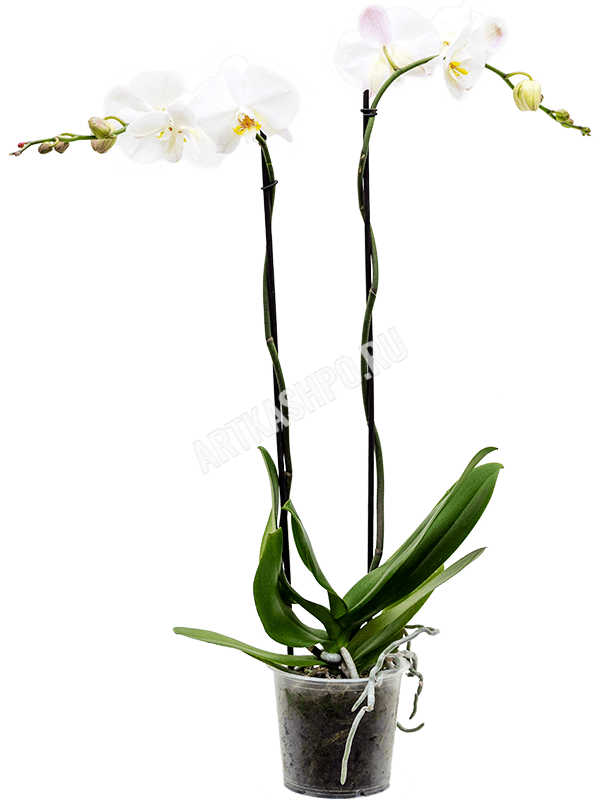 Фаленопсис ‘Царин’ крупноцветковый белый 2 цветоноса