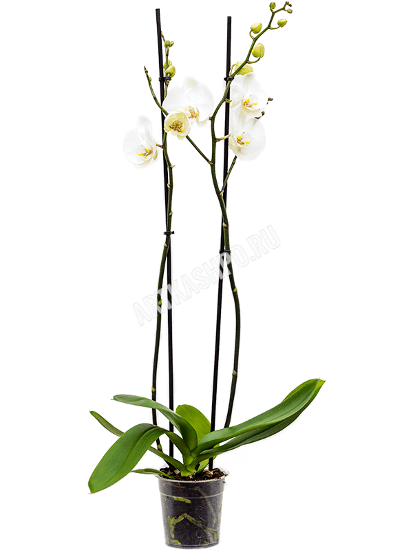 Фаленопсис ‘Силуэт’ крупноцветковый белый 2 цветоноса