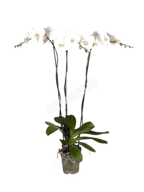 Фаленопсис ‘Царин’ крупноцветковый белый 3 цветоноса