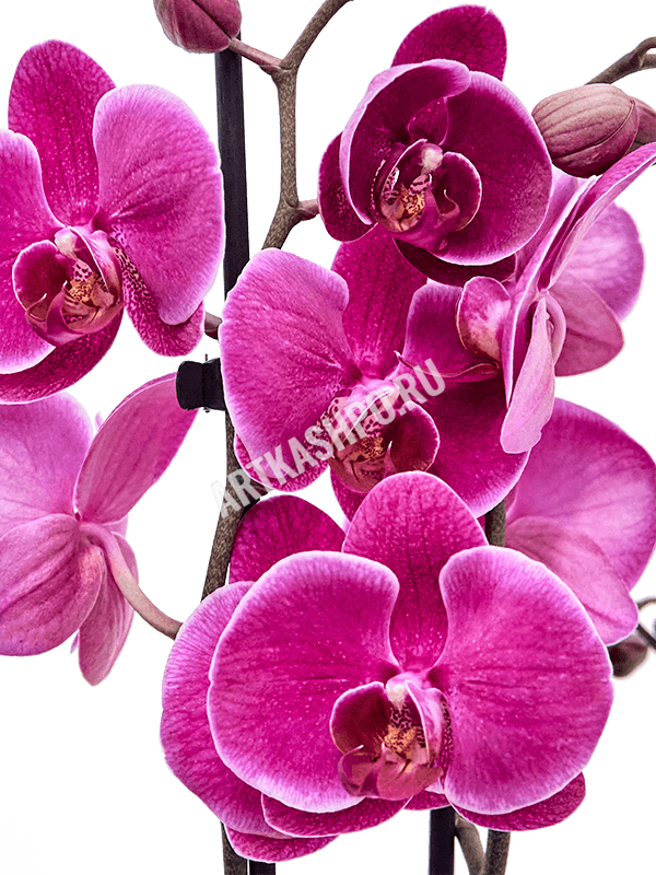 Фаленопсис ‘Дурбан’ фиолетовый 2 цветоноса