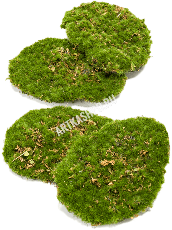 ЯOFF Moss plate Green 4 Pcs./bag