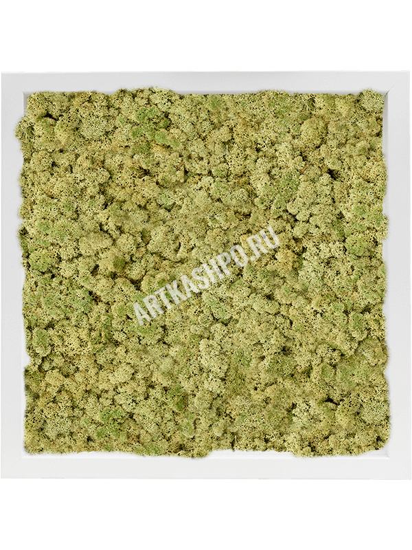 Картина из мха МДФ RAL 9010 атласный блеск 100% ягель (пыльно-зелёный)
