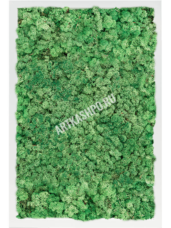Картина из мха МДФ RAL 9010 атласный блеск 100% ягель (травянисто-зелёный)