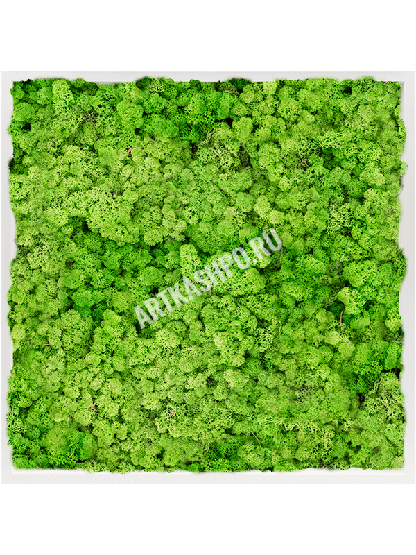 Картина из мха МДФ RAL 9010 атласный блеск 100% ягель (светлый травянисто-зелёный)