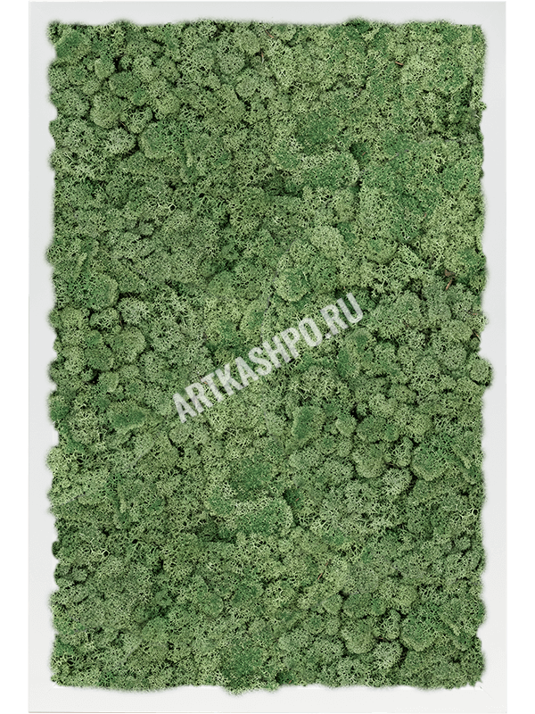 Картина из мха МДФ RAL 9010 атласный блеск 100% ягель (мшисто-зеленый)