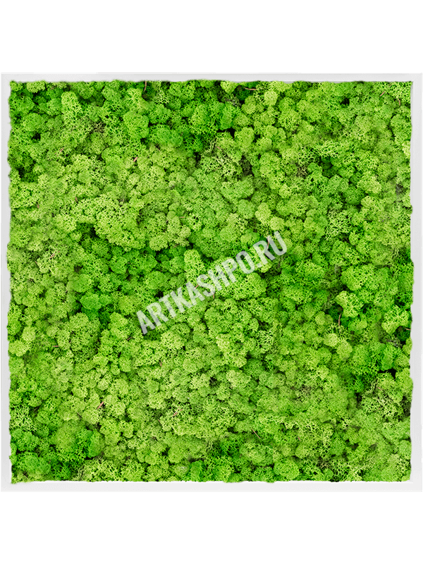 Картина из мха МДФ RAL 9010 атласный блеск 100% ягель (светлый травянисто-зелёный)