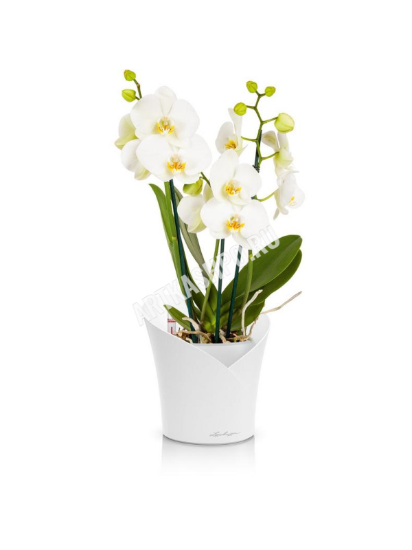 Кашпо Lechuza Orchidea белое матовое