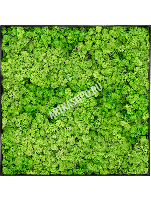 Картина из мха nova frame антрацитовый бетон 100% ягель (светлый травянисто-зелёный)