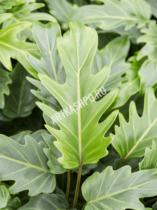 Филодендрон ‘Занаду’ в кашпо Baq Metallic Silver leaf