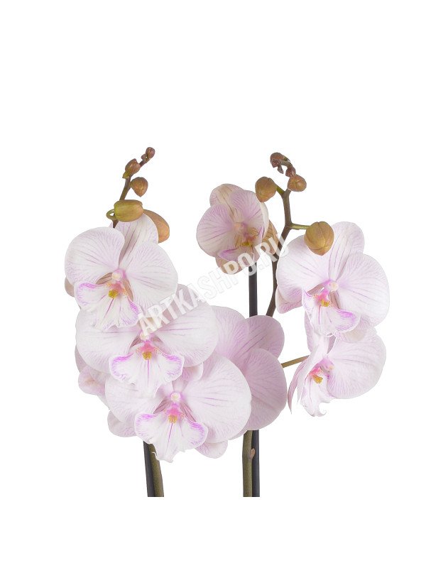 Орхидея Фаленопсис Манта Амбон 2 цв H60 D12