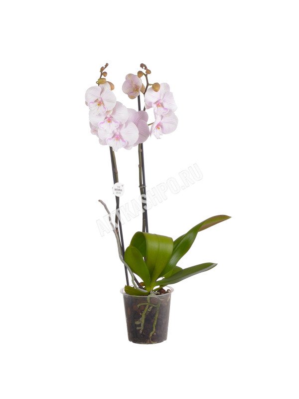 Орхидея Фаленопсис Манта Амбон 2 цв H60 D12