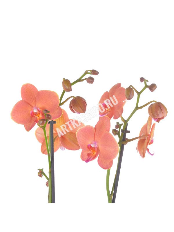 Фаленопсис ‘Папайа’ 2 цветоноса