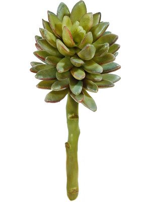 Синокрассула искусственная