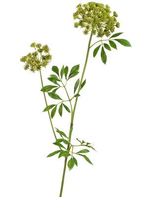 Анна Королевская большая светло-зелёная искусственная