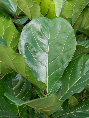 Фикус лировидный в кашпо Baq Metallic Silver leaf