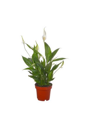 Спатифиллум Корто