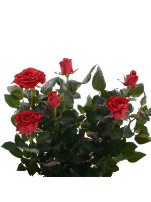 Роза Кордана Гранде