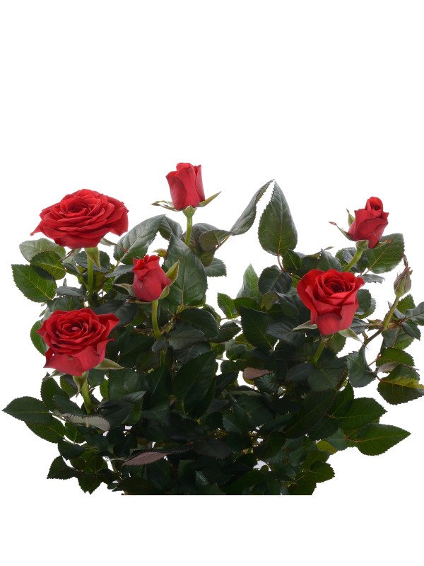 Роза Кордана Гранде