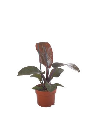 Филодендрон Блэк Кардинал