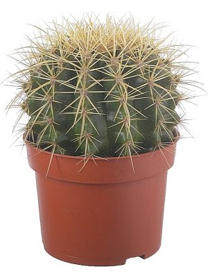Эхинокактус Грузона Эхинокактус Грузона