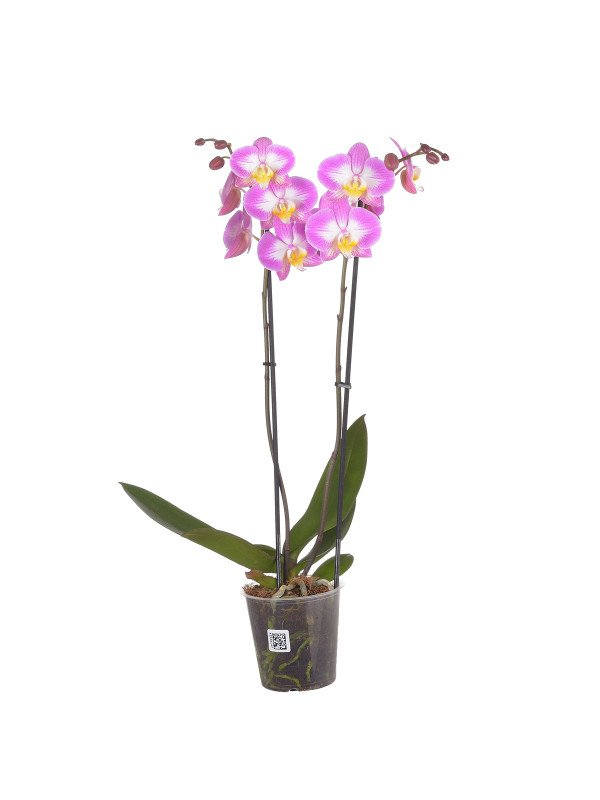 Фаленопсис ‘Сплит Роз’ 2 цветоноса Фаленопсис ‘Сплит Роз’ 2 цветоноса