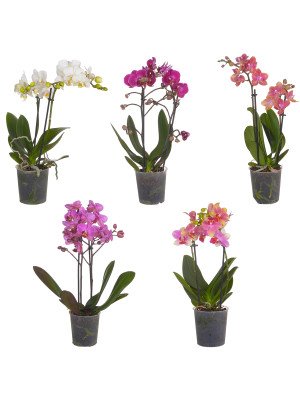 Фаленопсис мульти микс 2 цветоноса Фаленопсис мульти микс 2 цветоноса