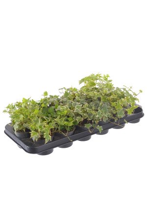 Хедера микс