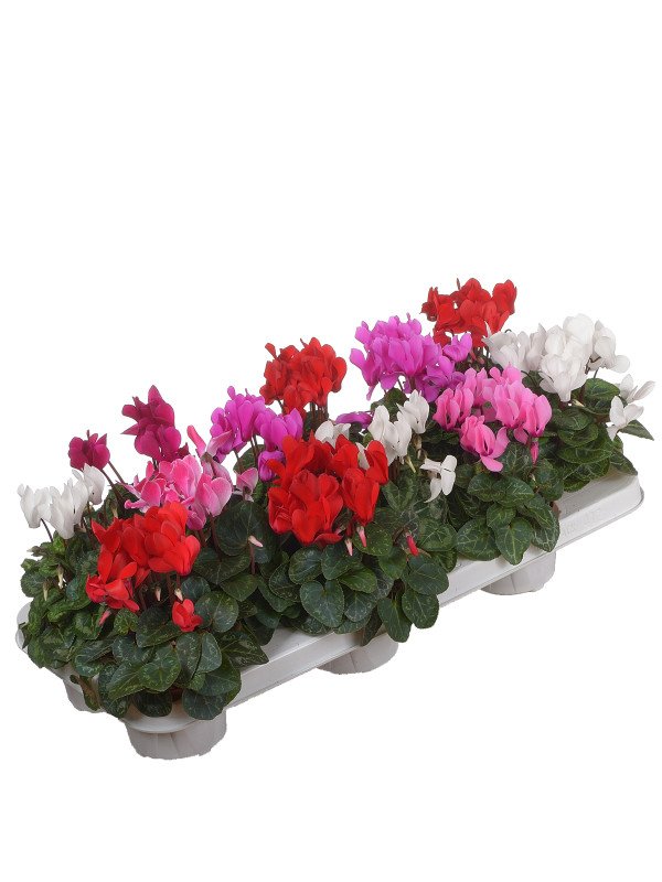 Цикламен Верано Цикламен Верано