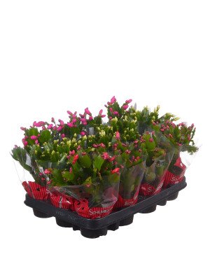 Шлюмбергера микс