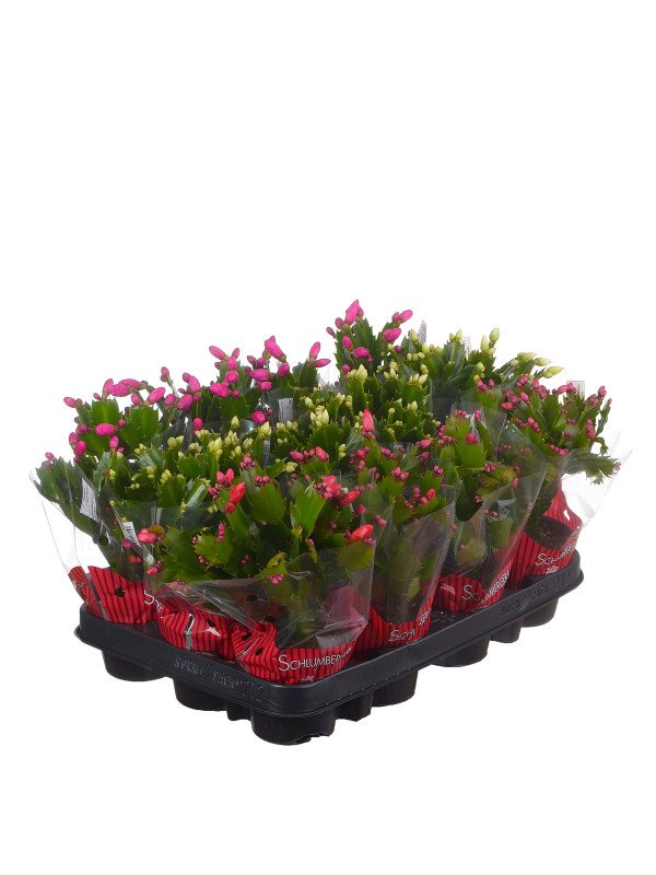 Шлюмбергера микс