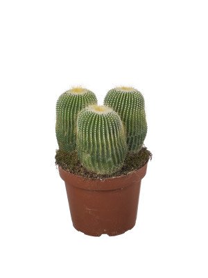 Кактус Нотокактус Кактус Нотокактус