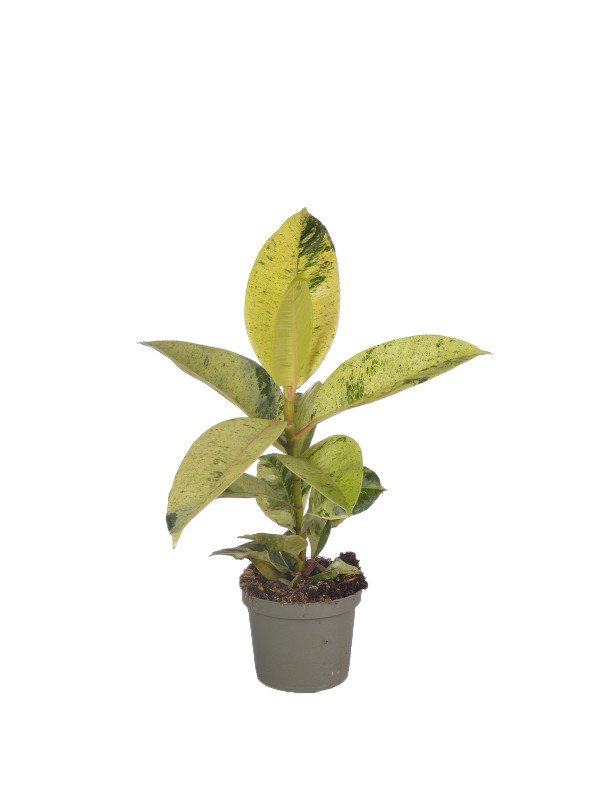 Фикус Шивериана Фикус Шивериана