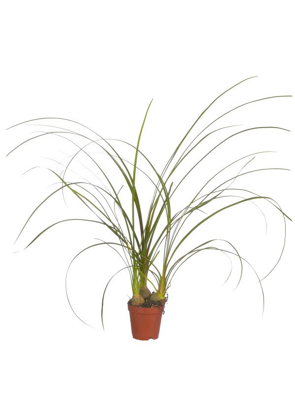 Нолина 3 Рр Нолина 3 Рр