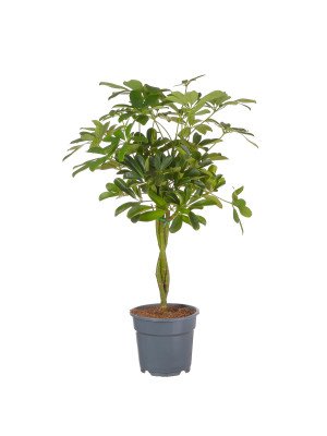 Шеффлера ‘Нора’ плетёный штамб