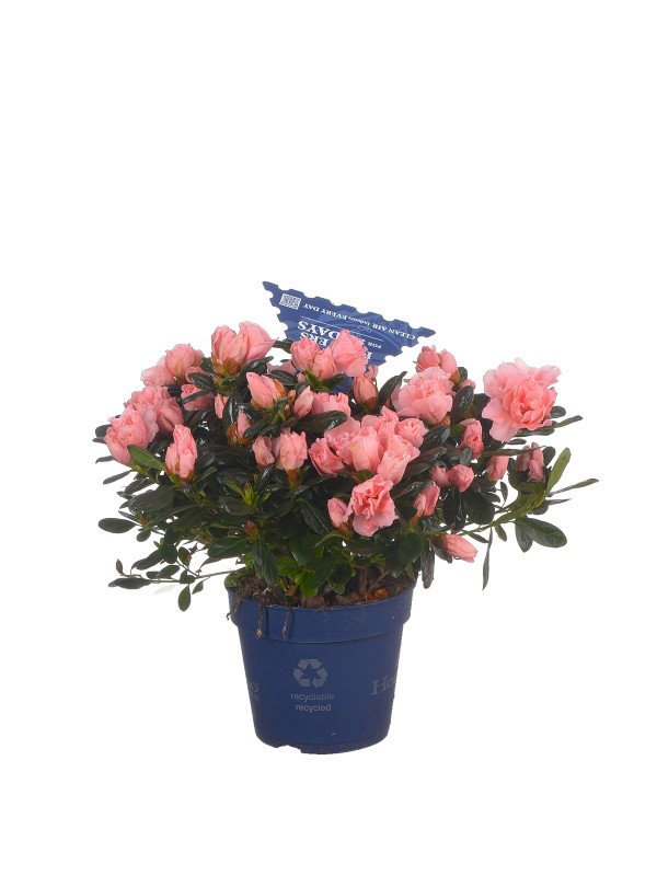 Азалия Симса ‘Хортинно’ микс