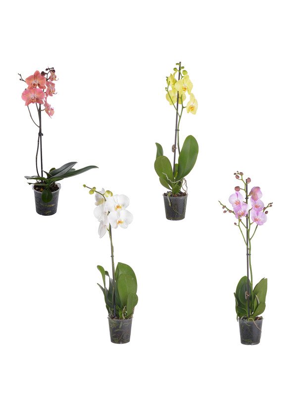 Орхидея Фаленопсис микс 1 Цв Орхидея Фаленопсис микс 1 Цв