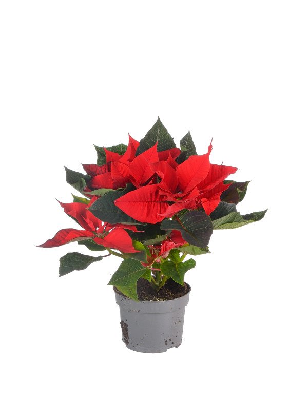 Пуансеттия Кристфил Ред Пуансеттия Кристфил Ред