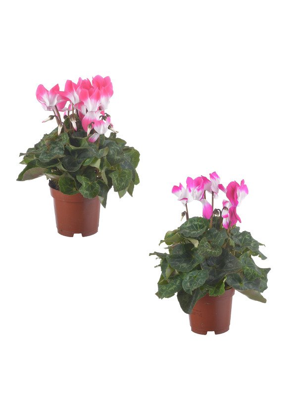 Цикламен Индика Цикламен Индика