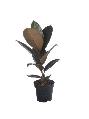 Фикус Абиджан Фикус Абиджан