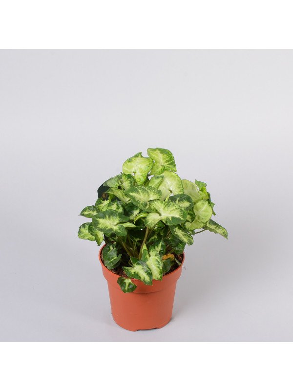 Сингониум Пикси