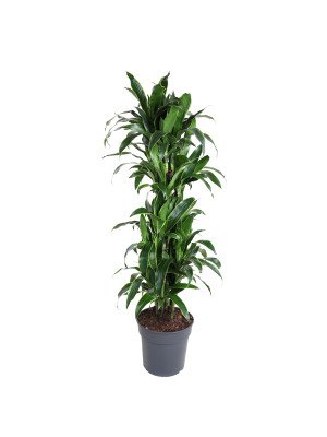 Драцена Артуро Разветвленная Драцена Артуро Разветвленная