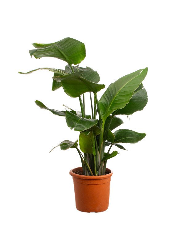 Стрелиция Николай