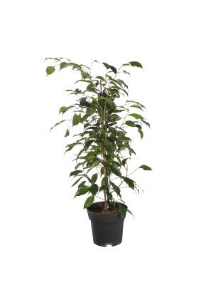 Фикус Бенджамина Даниэль